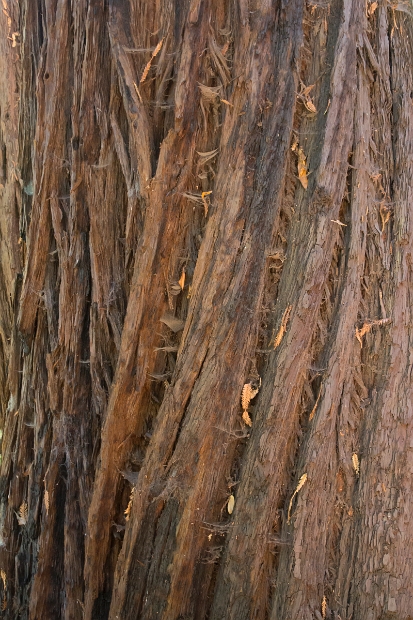 Redwood bark detail.