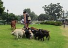 One of several people we saw out walking large numbers of dogs. : Arrival, Buenos Aires