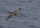 A Northern Giant Petrel. : Birds in Flight