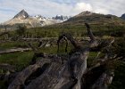 Dead trees in the peat bogs of Tierra Del Fuego. : Ushuaia Trekking Tour
