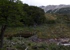 Beaver dam. : Ushuaia Trekking Tour