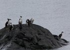 Cormorants. : Base Brown