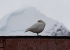 A shy Snowy Sheathbill. : Base Brown