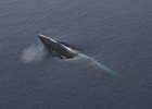 Minke breaching during its display. : Minke