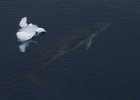 Whale and Ice. : Minke
