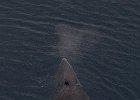 Spouting Minke. : Minke