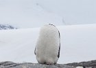 Oh dear! : Port Lockroy