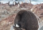 The gland for the oil to protect their feathers is located down there somewhere! : Port Lockroy