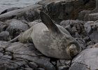 This was as active as this seal got! : Port Lockroy