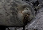 It&#39;s a tough life. : Port Lockroy