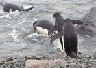 Young Adelie penguins take the plunge for their first swim. : Bongrain Point
