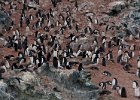 The Adelie colony at Bongrain Point. : Bongrain Point