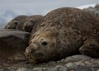 This young male is already showing the scars of battle. : Jenny island