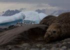 Seals, cormorants, ice. : Jenny island