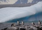 Cormorants resting and preening. : Jenny island