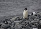 This one just looks a bit sinister! : Jenny island