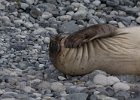 When it itches.. : Jenny island