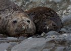 Karen and I on holiday. (Or it might be some Elephant seals - I&#39;m not sure now). : Jenny island