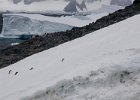 Penguin colonies are sometimes a long way uphill.... : Detaille Island