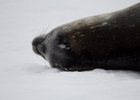 Resting seal. : Detaille Island