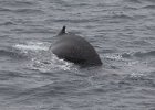 Humpback whale as we were leaving  the island. : Humpback