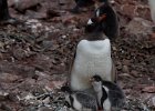 Gentoo with chicks. : Danco Island