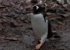 A gentoo penguin. : Danco Island