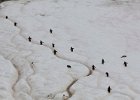 Penguin highway to the sea. : Danco Island
