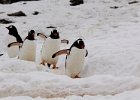 March of the Gentoos. : Danco Island