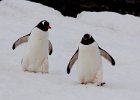 They are so cute! : Danco Island