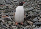 Gentoo reflections. : Danco Island