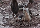 Hungry chicks. : Neko Harbour