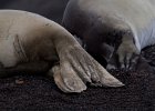 Seal flippers. : Telefon Bay