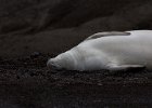 Seal in very typical pose. : Telefon Bay