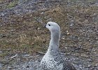 The first wildlife encounter - a male Upland goose. : Ushuaia National Park