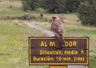 A Chimango caracara. : Ushuaia National Park