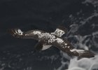 A Cape Petrel following the ship. : Birds in Flight, Drake Passage