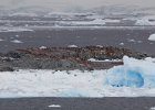 Adelies on the Fish Islands. : Fish Islands