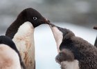 Feeding the young. : Fish Islands