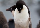Preening is important. : Fish Islands