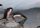 Taking the plunge. : Fish Islands