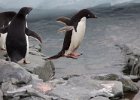 A hopping Adelie. : Fish Islands