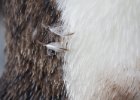 Feather detail. : Fish Islands