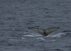 A humpback disappears below the waves. : Humpback