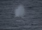 Whale! : Humpback