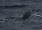 View of the whale&#39;s hump. : Humpback