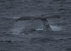 About to dive. : Humpback