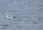 This humpback was rolling on its side and generally having fun! : Humpback