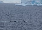 Three humpbacks cruise past the ship. : Humpback