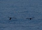 A rare event - twin flukes. Less rare is that I nearly missed it - hence the grainy shot! : Humpback